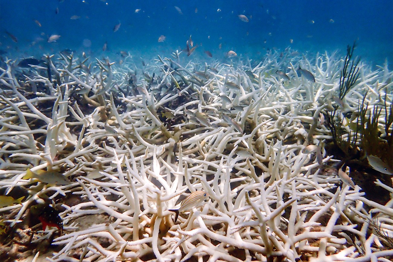 Well-named staghorn coral grows in a dense tangle. Bright orange tines of coral stick out in every direction.