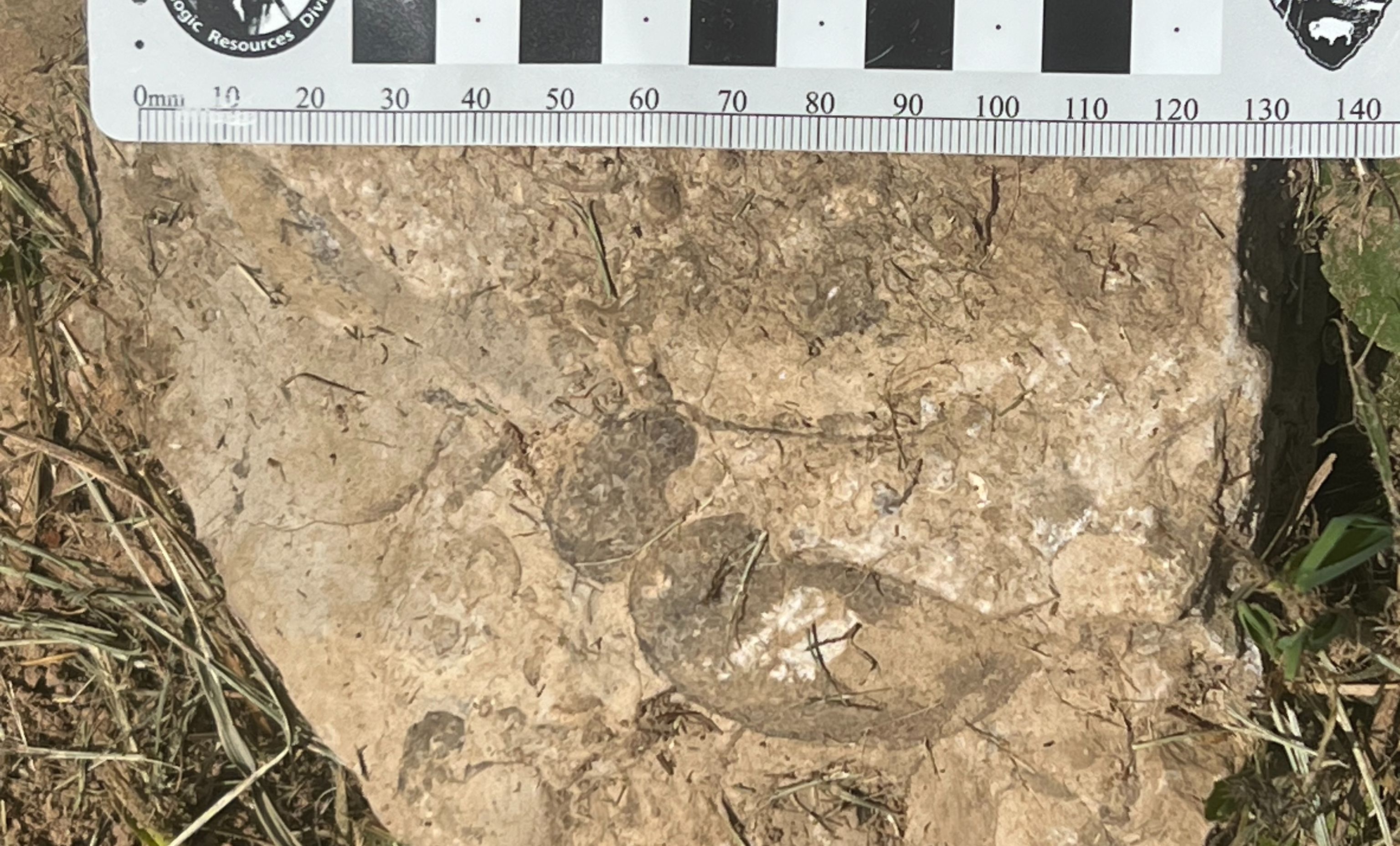 Modern bivalve shell