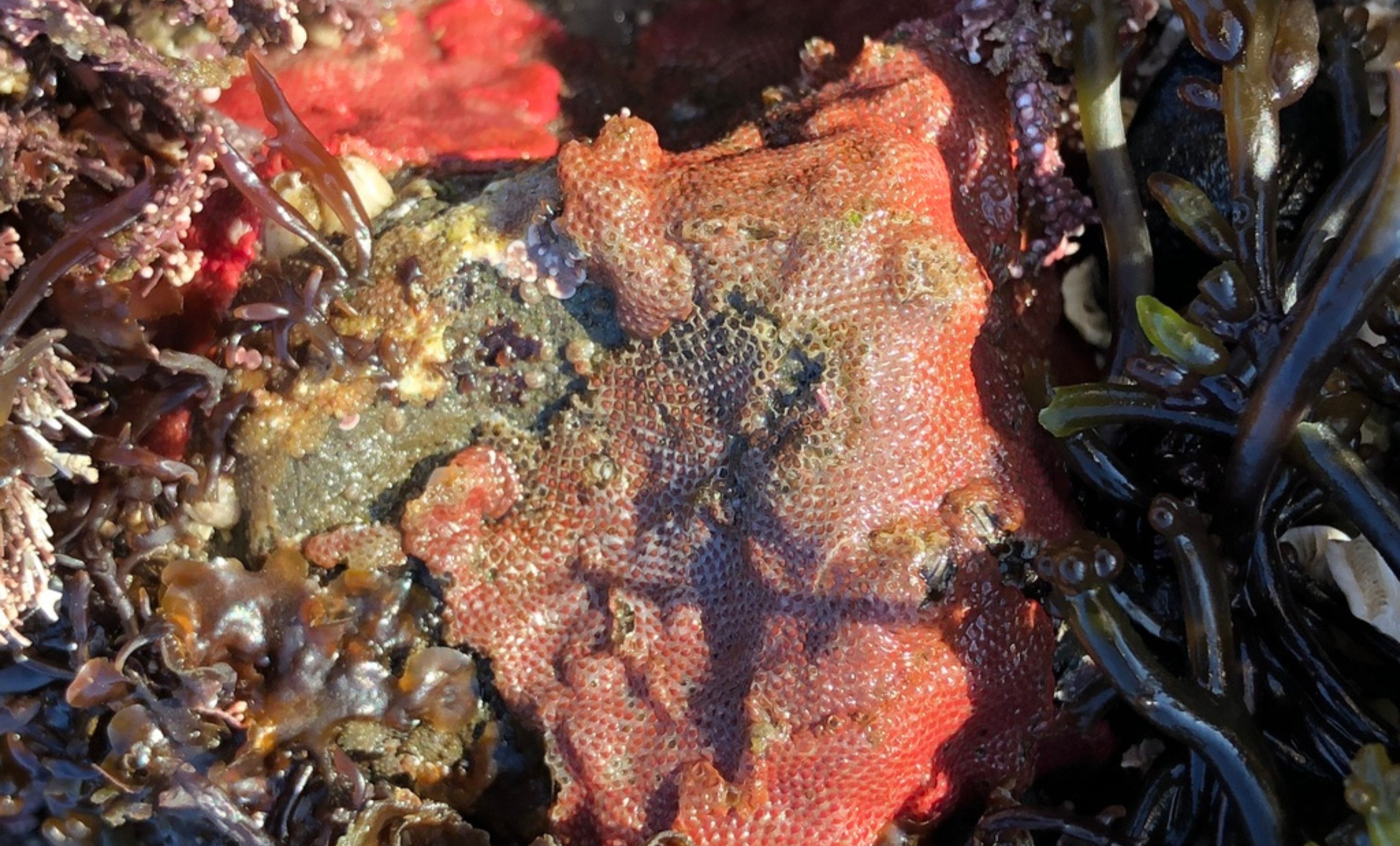 Modern encrusting bryozoan