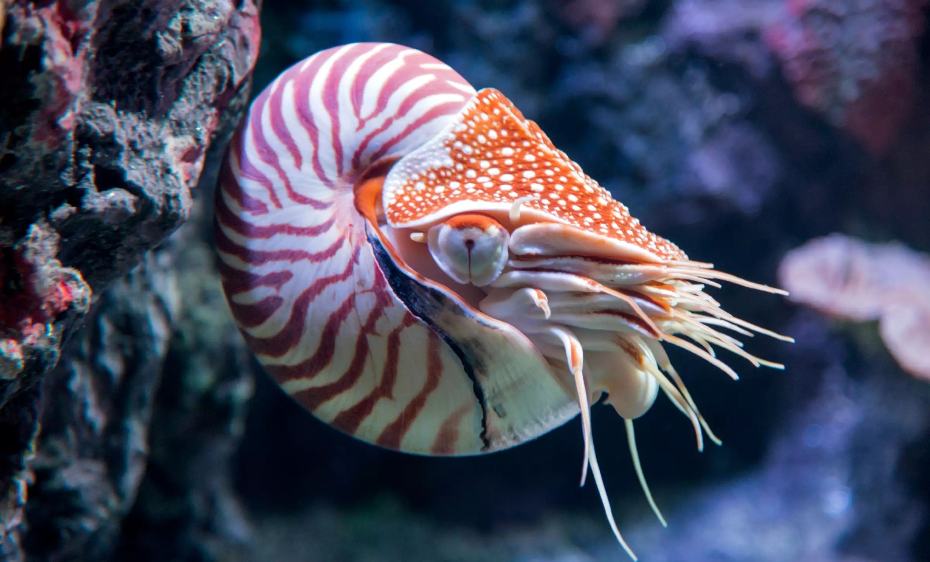Modern Chambered Nautilus