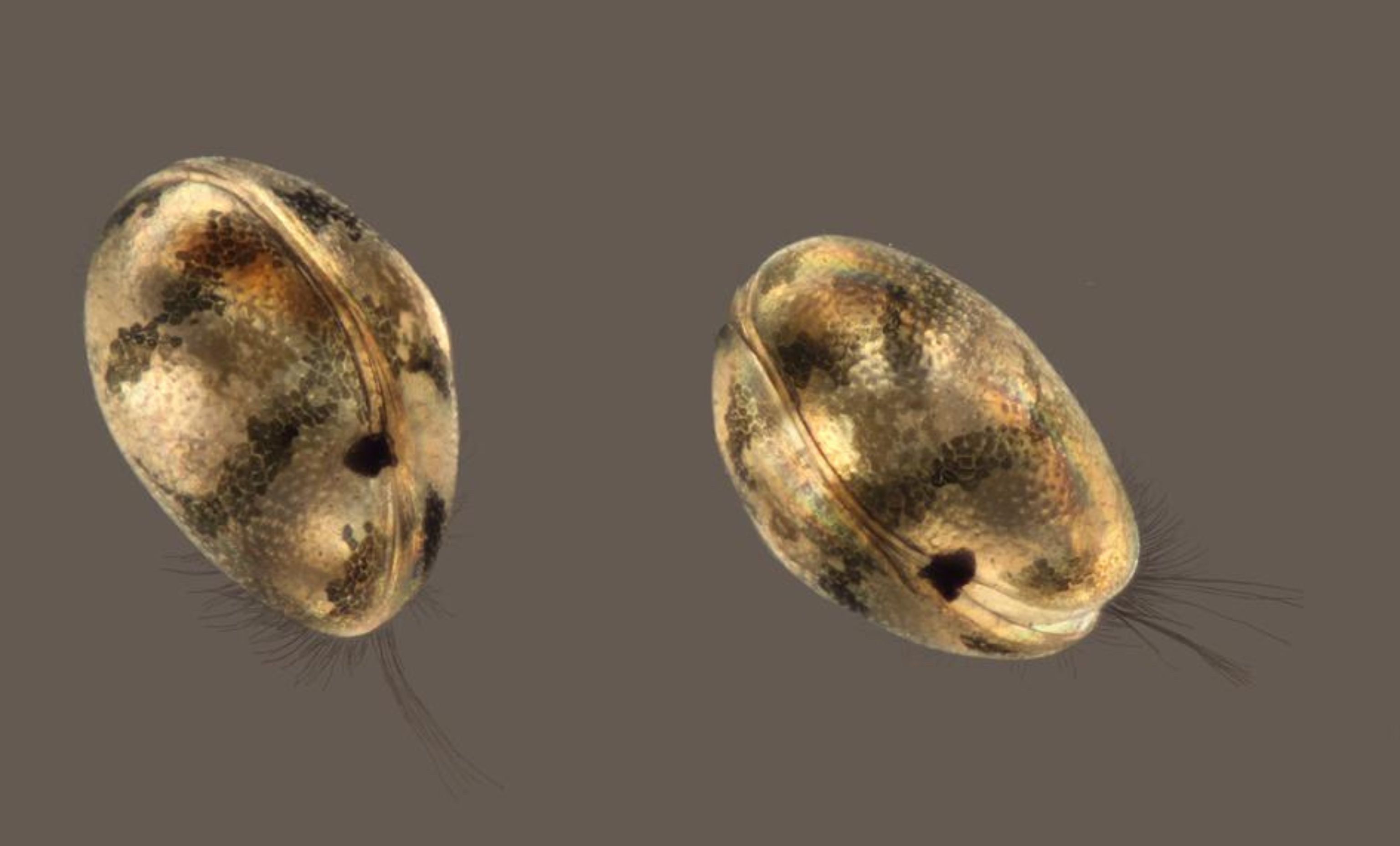 Modern ostracods