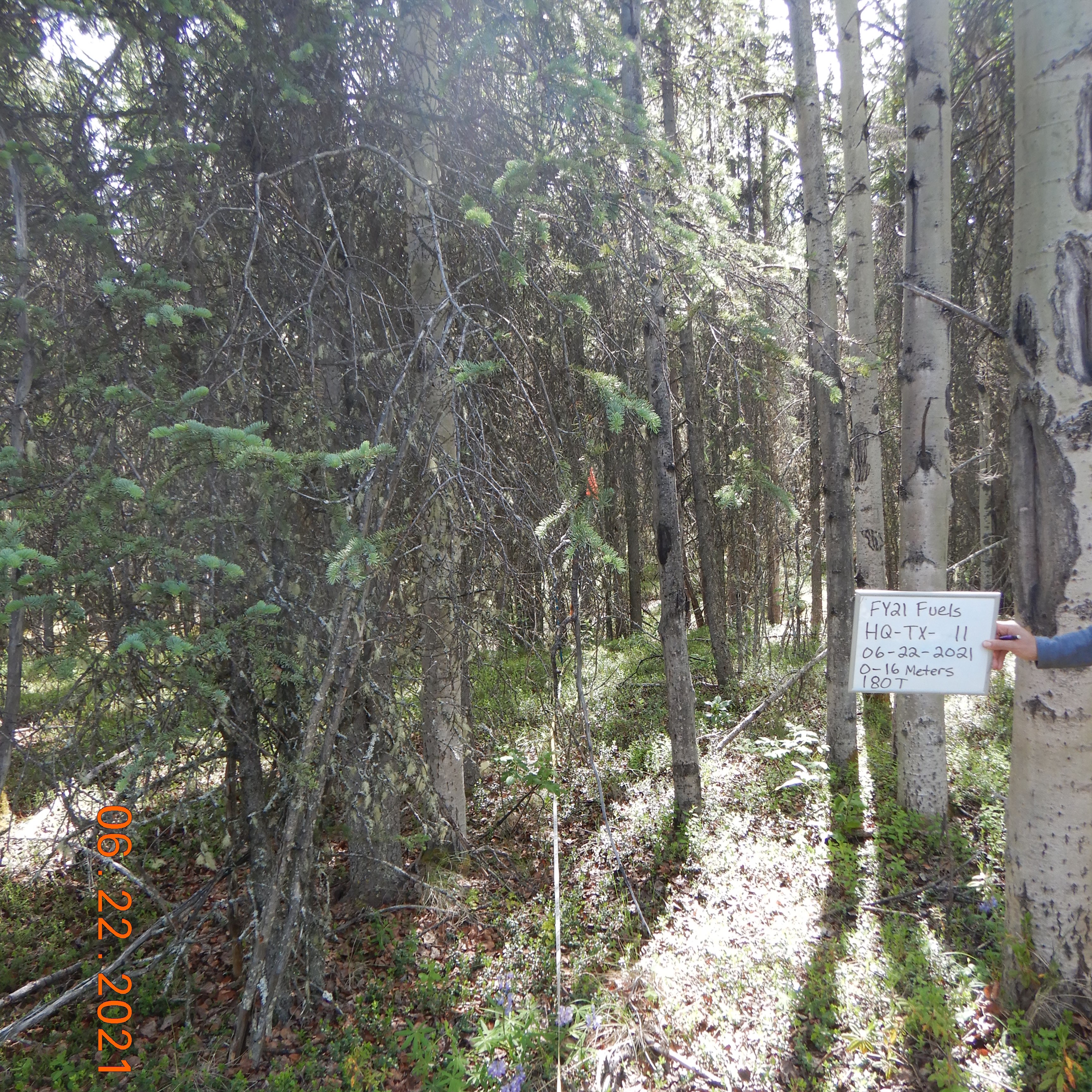 A forested area with aspen trees and spruce trees with many low hanging branches. A handheld sign indicates this photo was taken in 2021.
