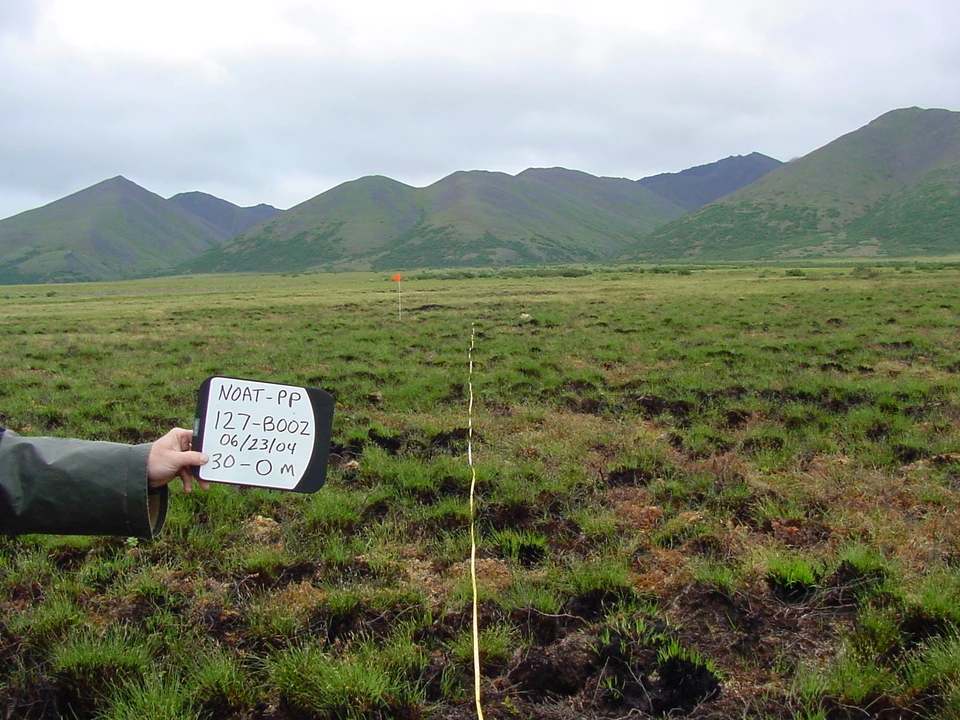 A tundra ecosystem 2 weeks post burn