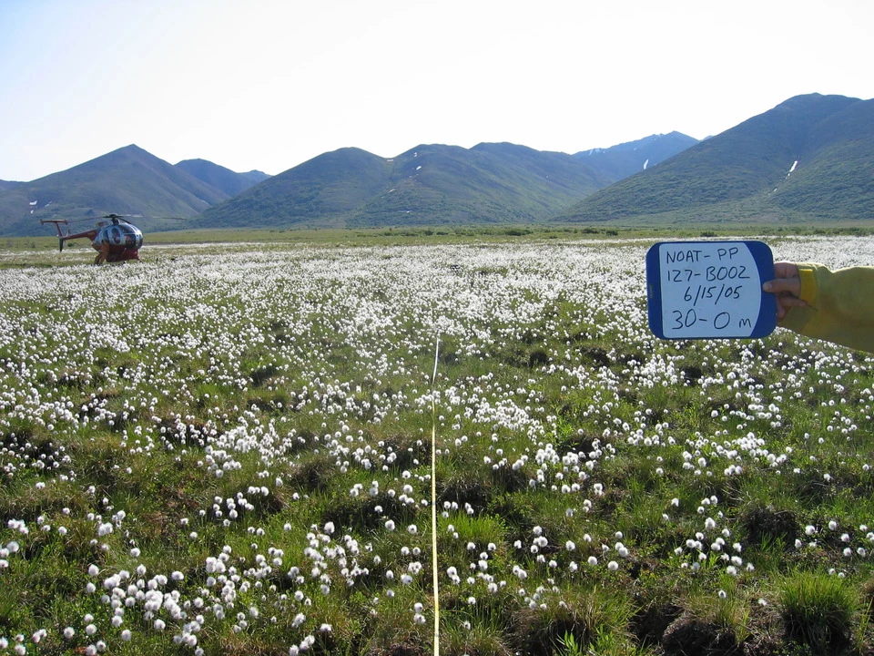 A tundra ecosystem 2 weeks post burn