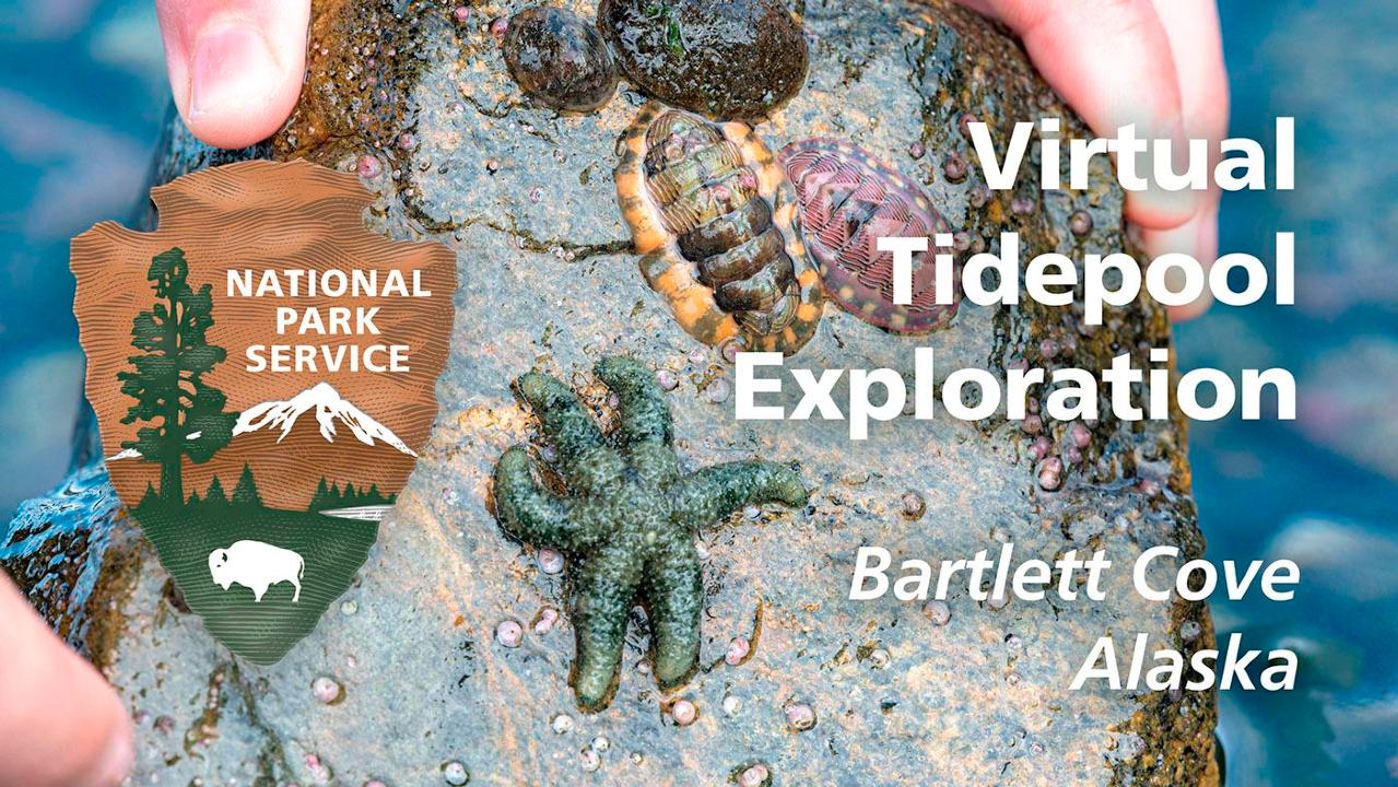 Intertidal and Subtidal Zones - Glacier Bay National Park & Preserve (.  National Park Service)