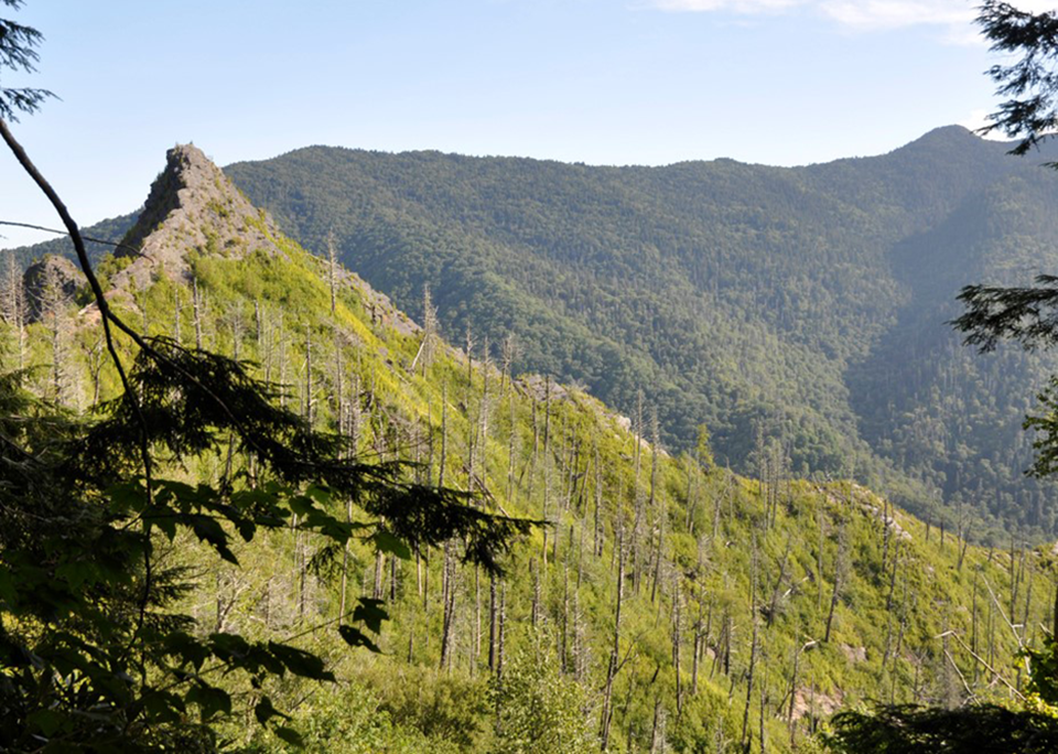 The rocky ridgeline of Chimney Tops framed by foreground green trees and background mountains.