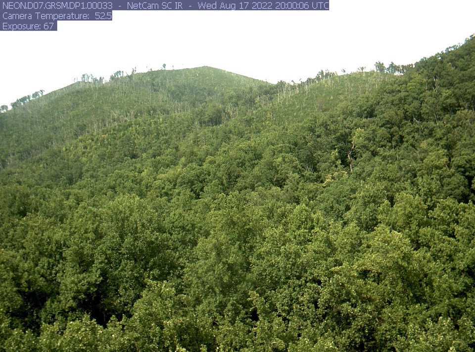 A forested ridge, the top of which looks burned with gray and brown trees throughout.