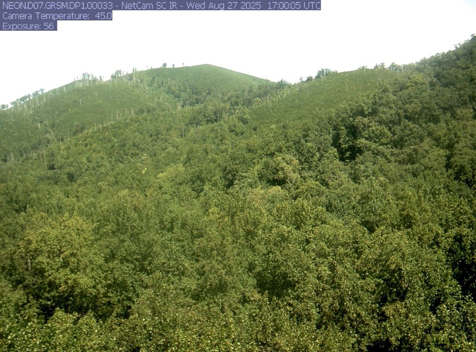 A overall green mountain with an area where many dead trees stand.