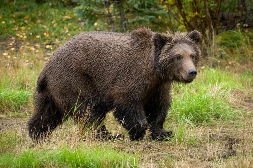 A cub walking in water