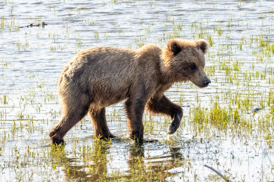 A cub walking in water