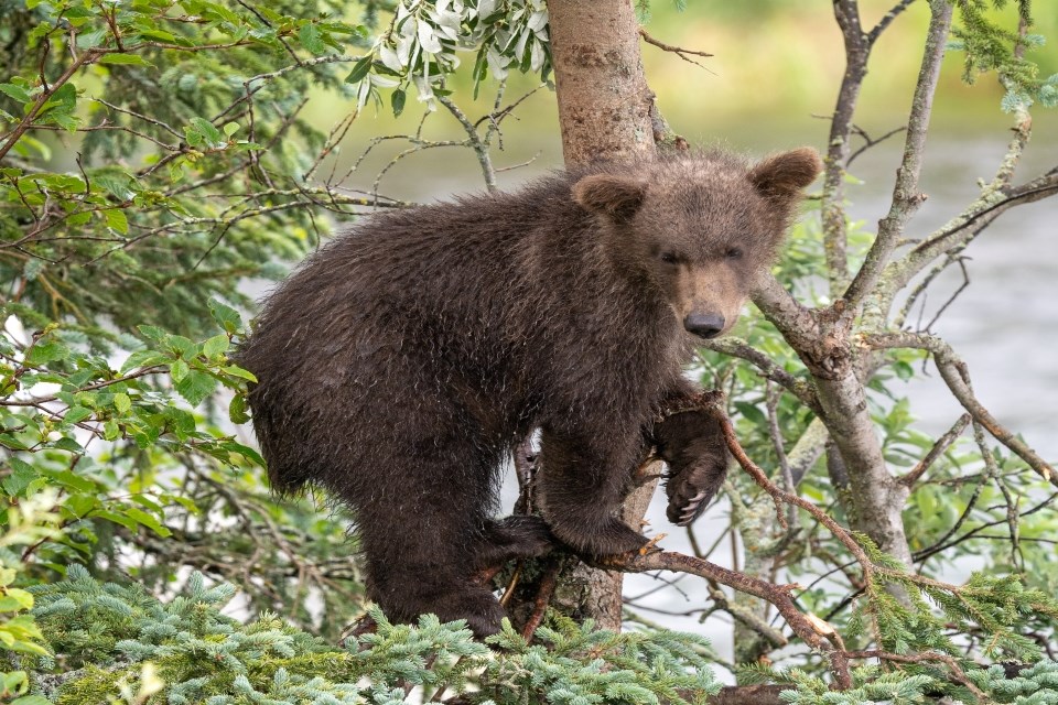 bear cub in a tree