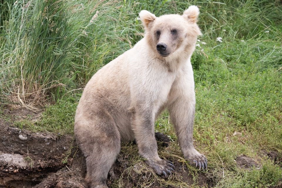 A light bear half sitting on a bank