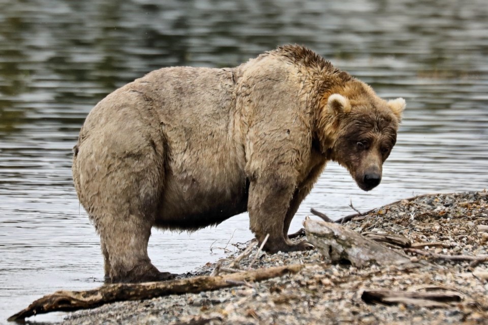 Bear walking