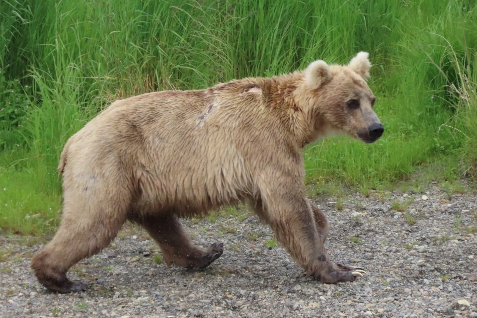 Bear walking