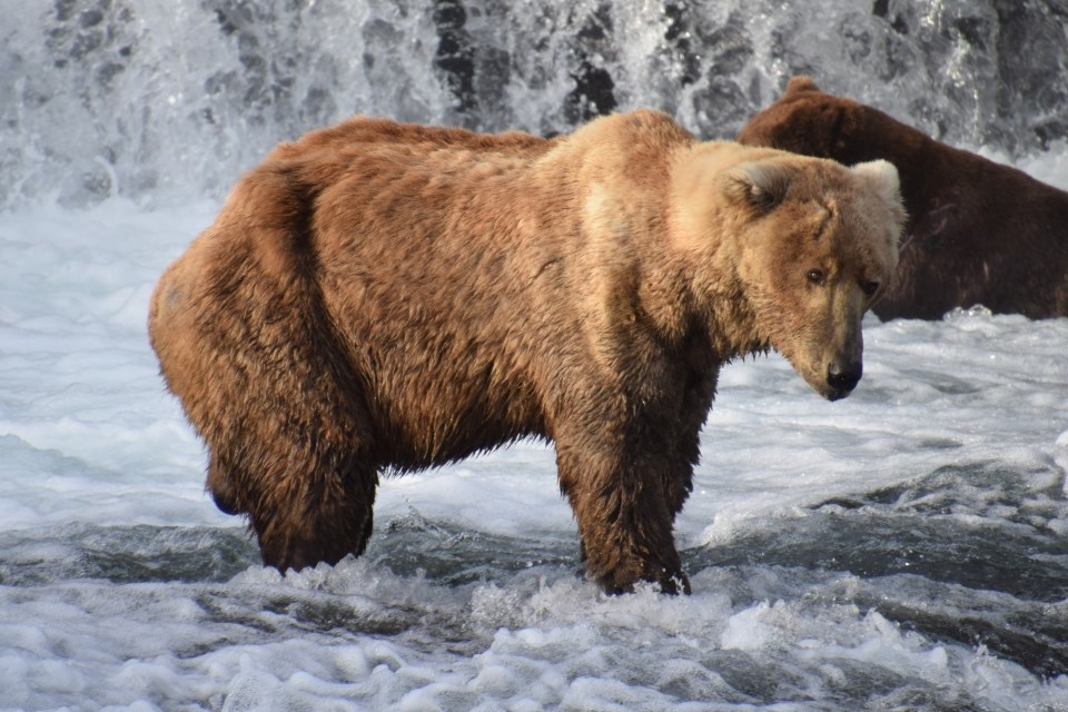 A bear standing in water