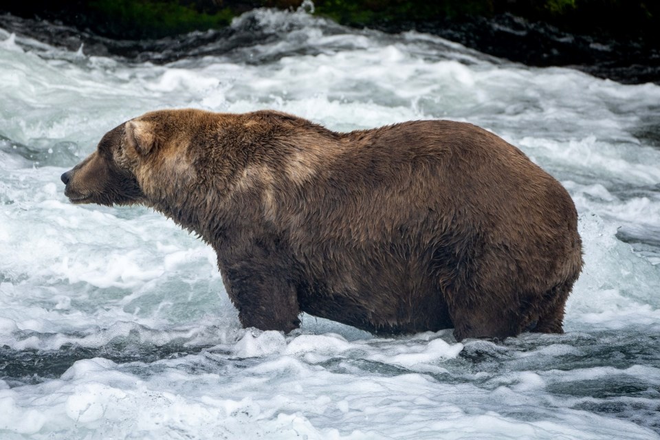 A bear standing in water