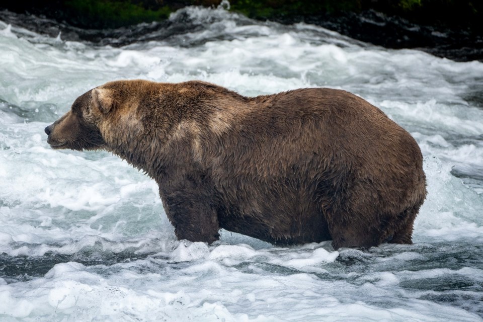 15 Bear Idioms to Celebrate Fat Bear Week 2022 — LinguaLinkDC