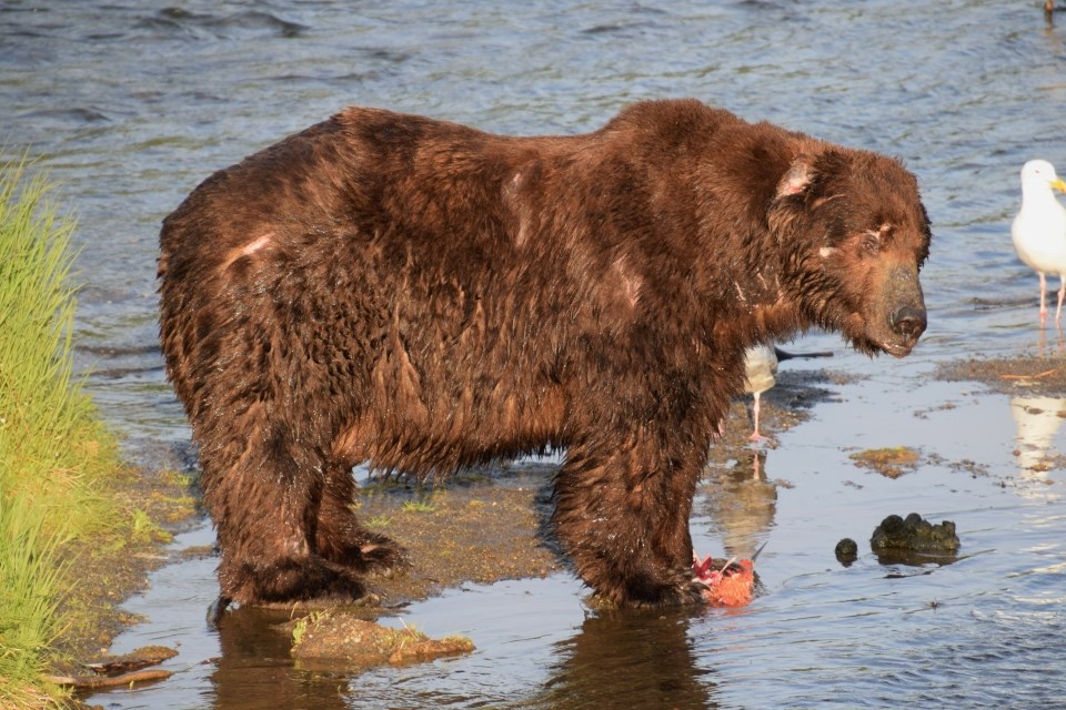 A bear standing in water with many scars