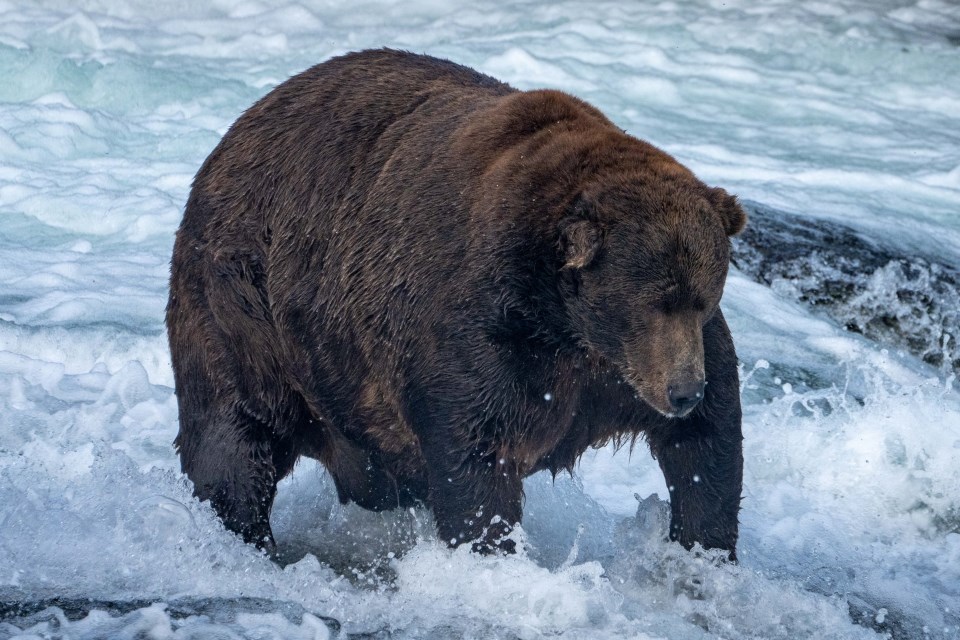 A bear standing in water with many scars