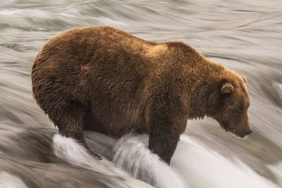 A bear standing in water