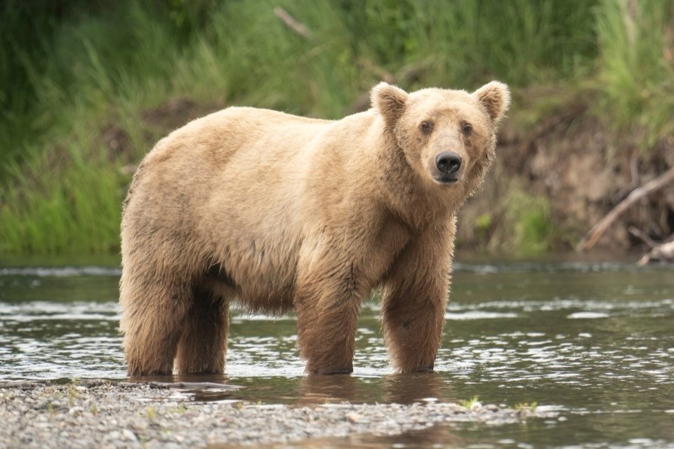 A bear standing in water