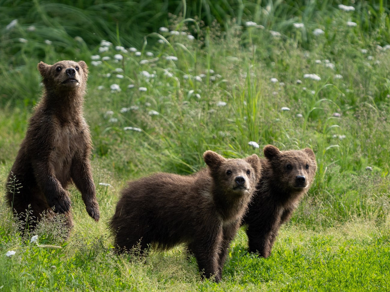 901's three spring cubs look at the camera, one is standing up.