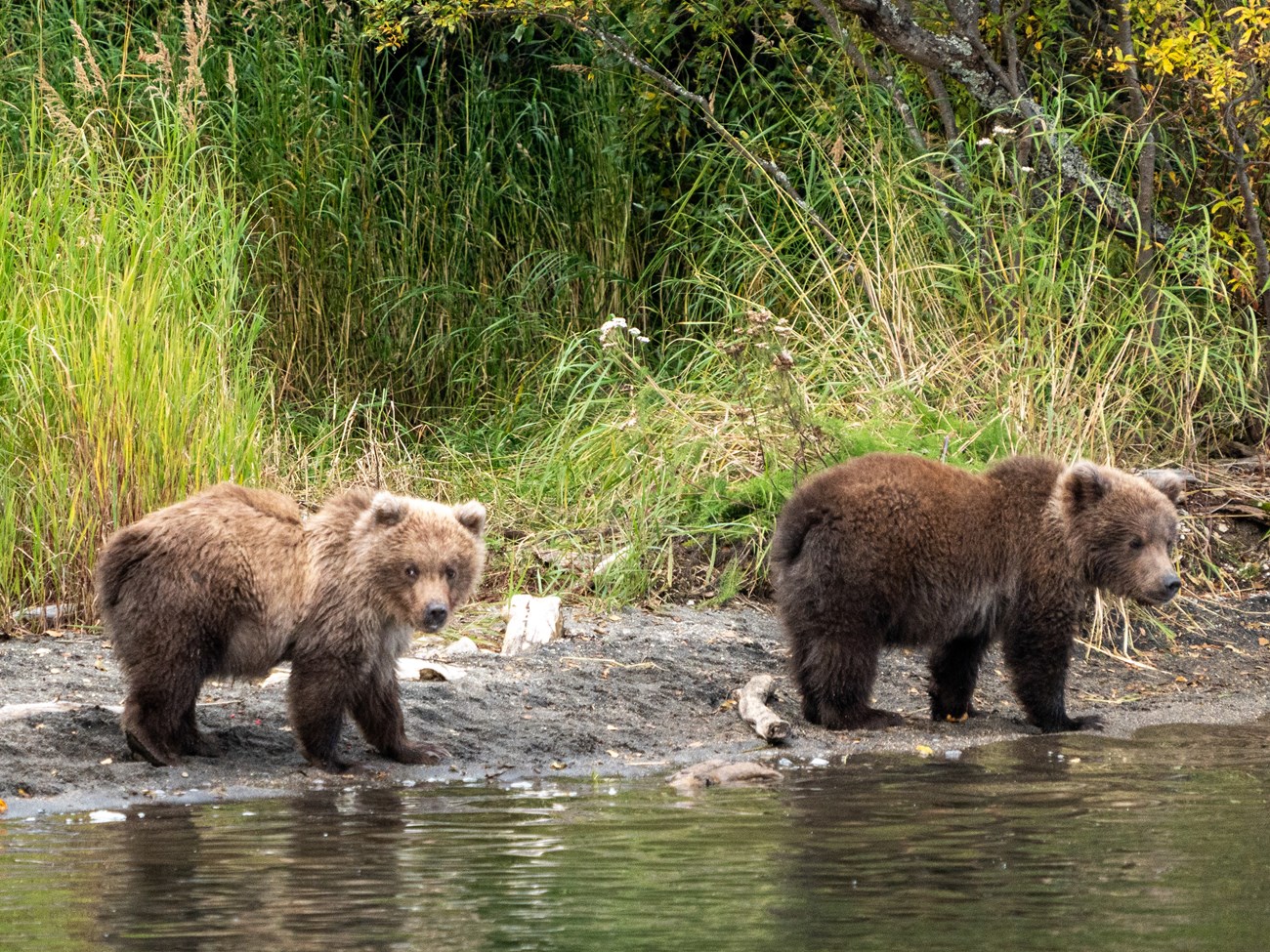 901's three spring cubs look at the camera, one is standing up.