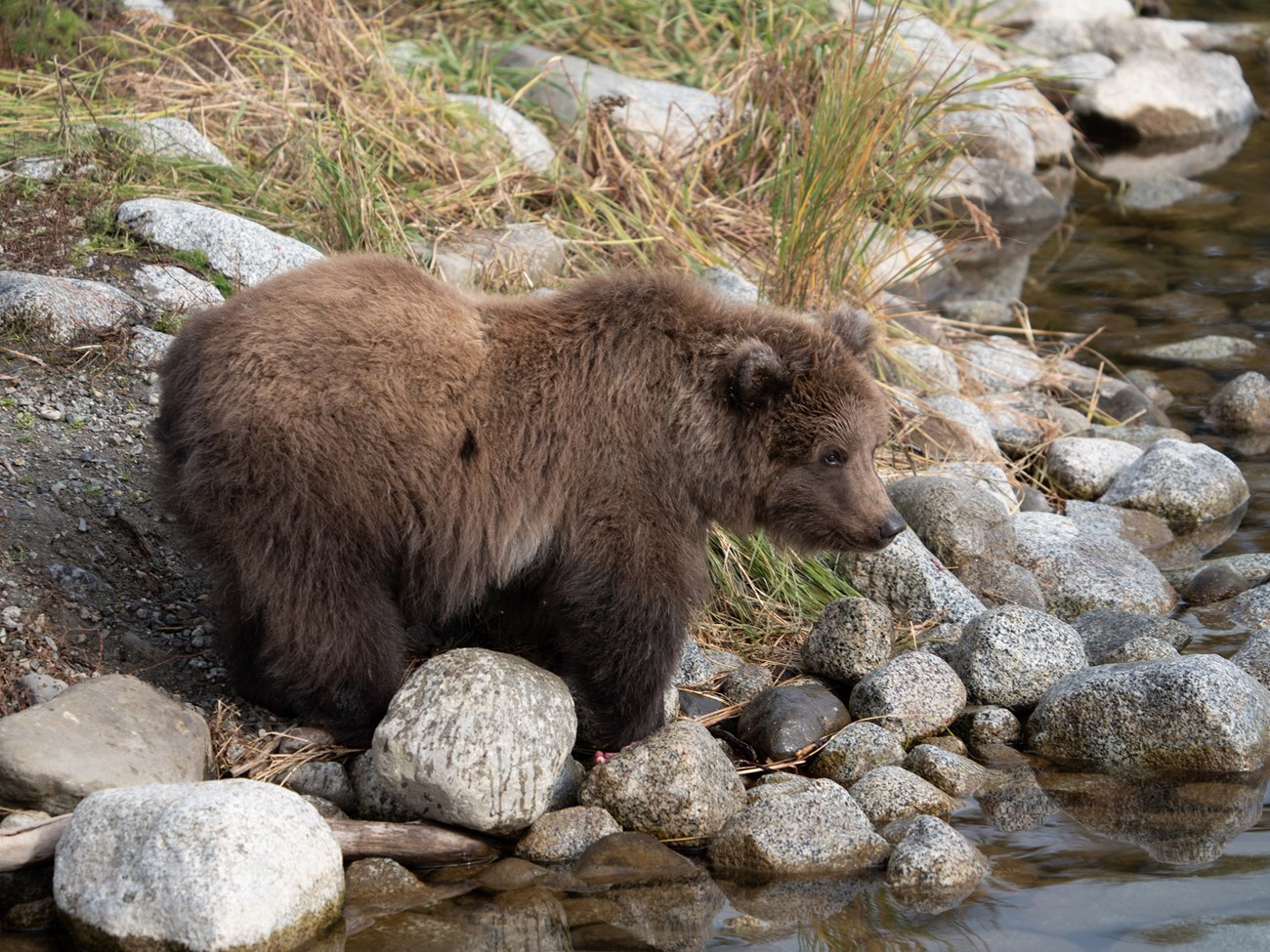 806's spring cub, seen in early summer stands in some grass.