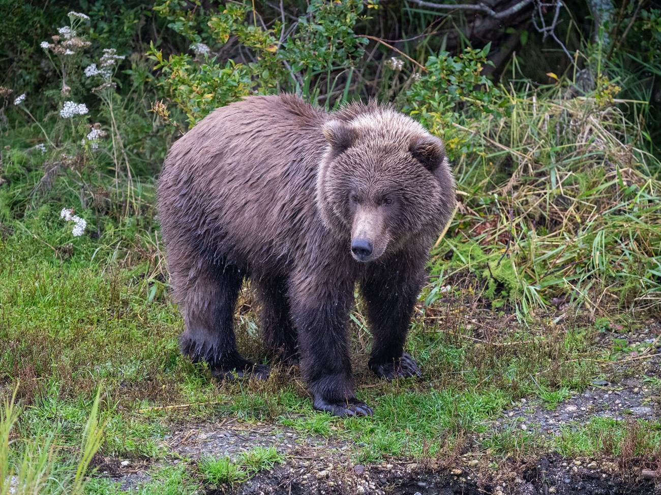 910's yearling cub walks across a beach in early summer.