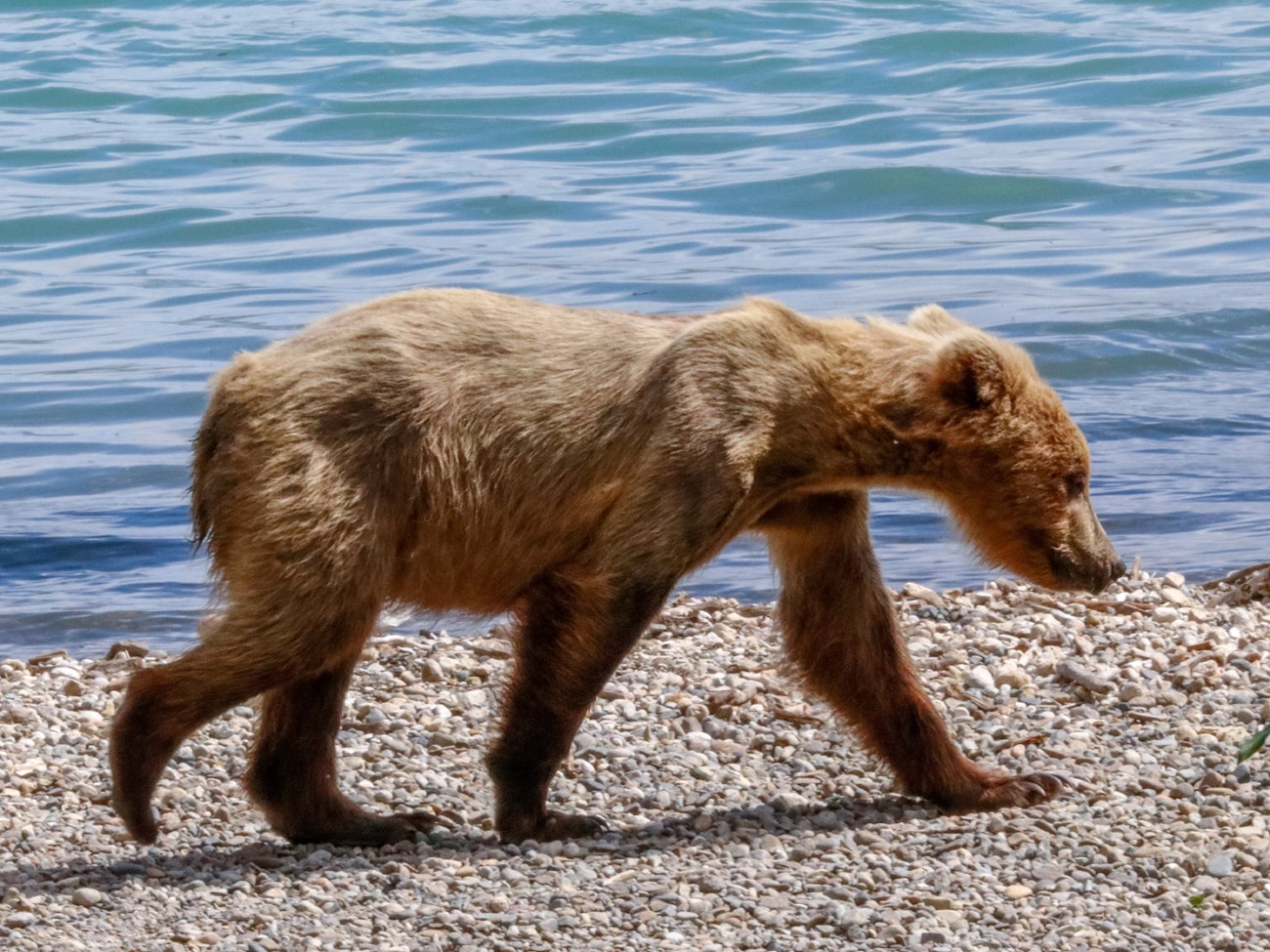 910's yearling cub walks across a beach in early summer.