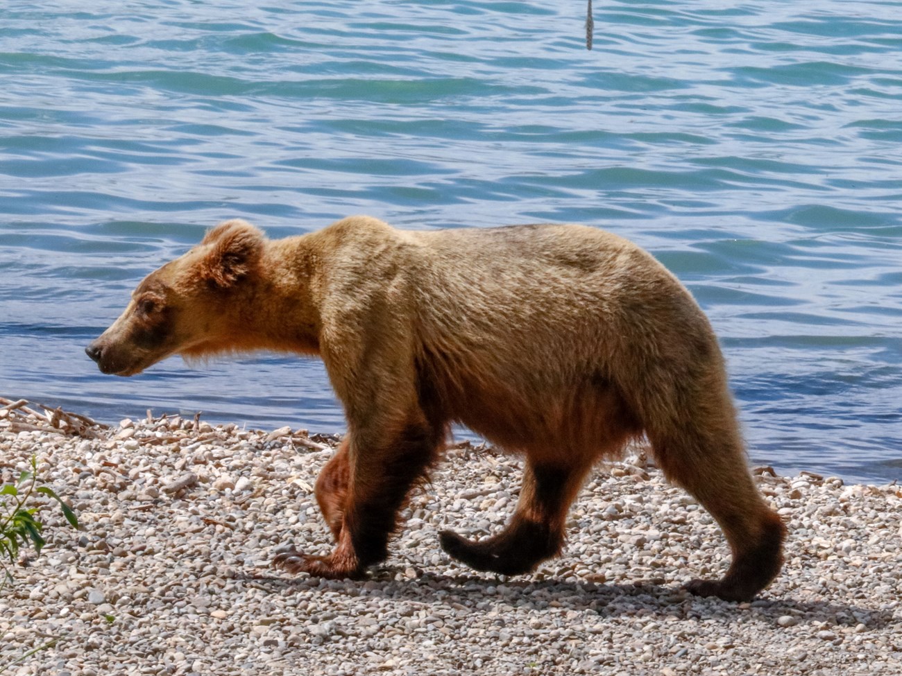 909Jr. walks across a beach in early summer.