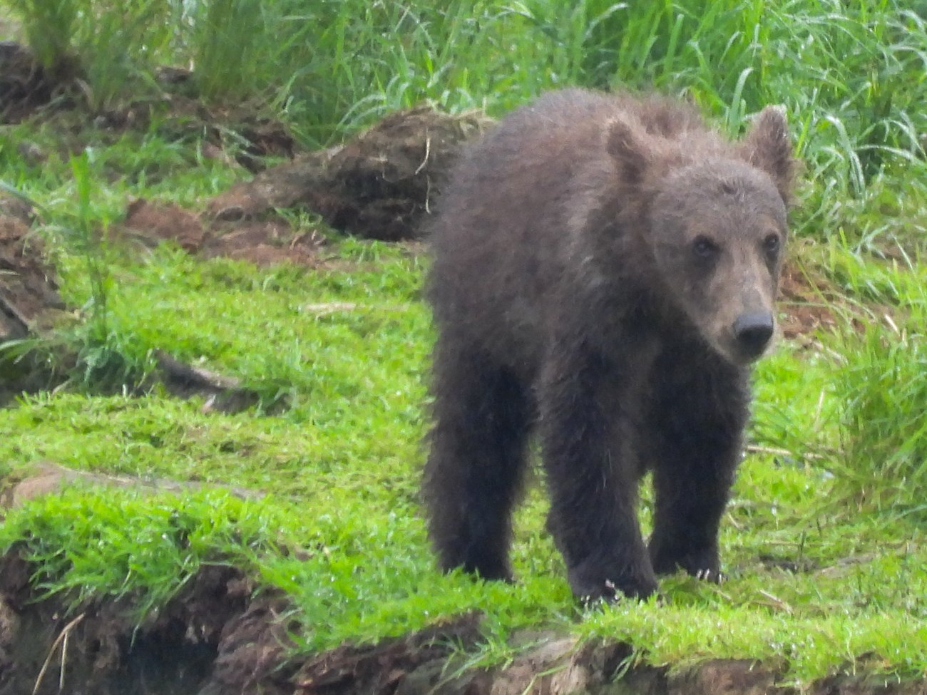 806's spring cub, seen in early summer stands in some grass.
