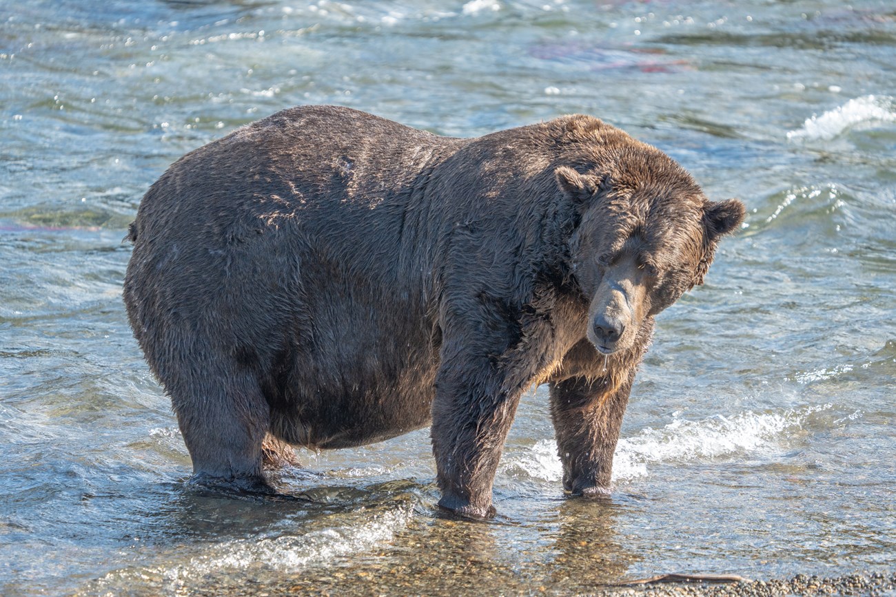 Fat Bear Week 2023 - Katmai National Park & Preserve (U.S. National Park  Service)