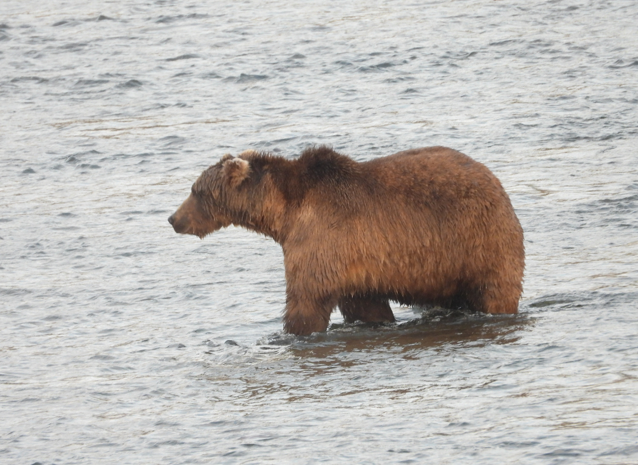 What we can learn from a bear's stomach (U.S. National Park Service)