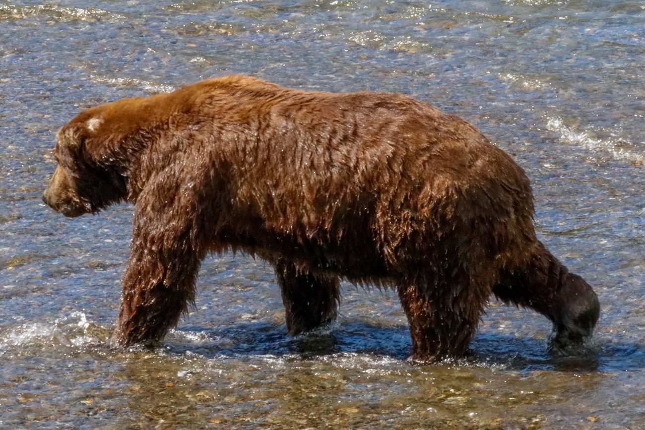 Fat Bear Week voting begins, in a race to find the chonkiest bear