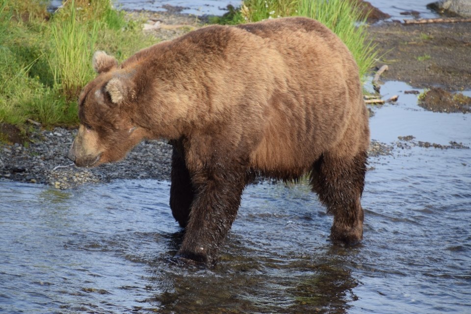 A bear walking in water