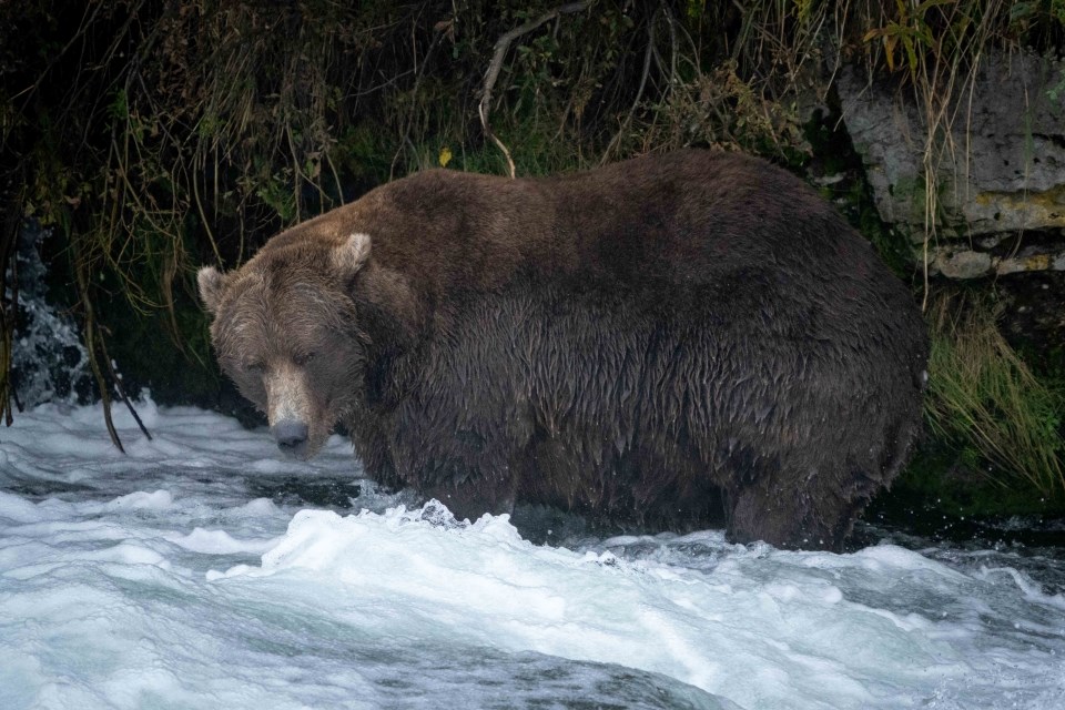 A bear walking in water