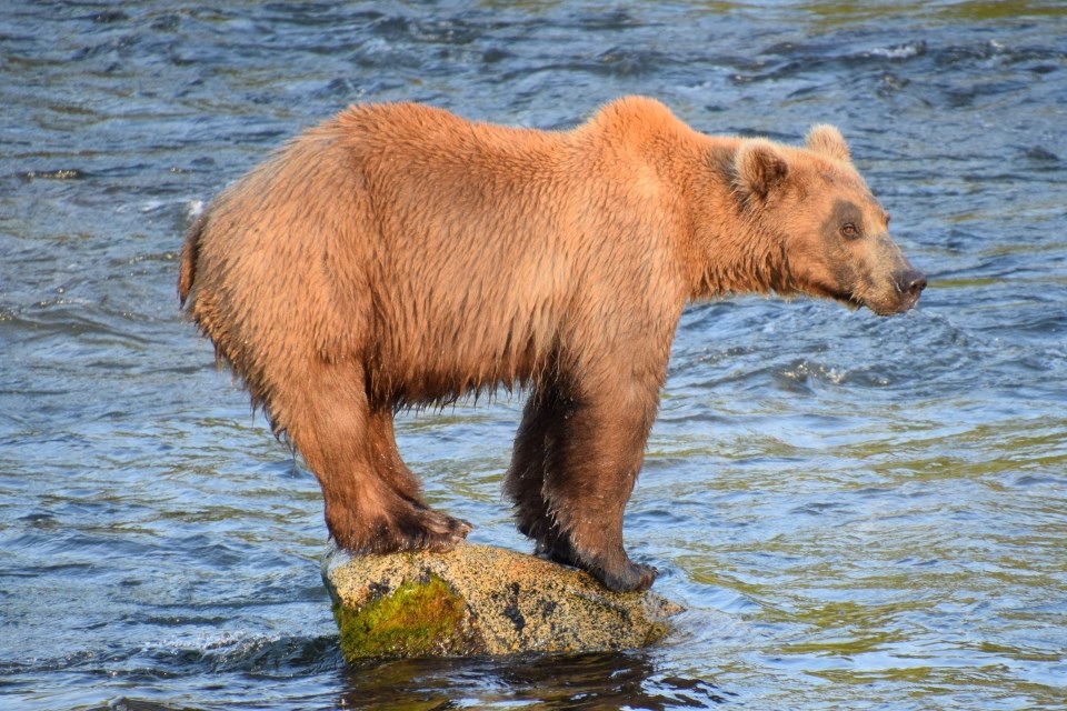 Bear standing on a rock in water