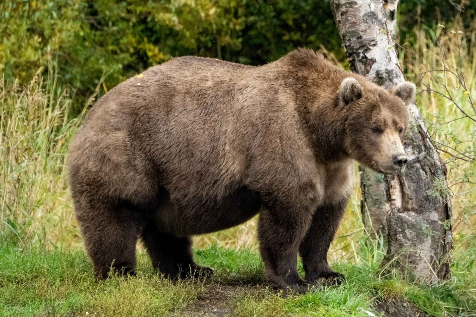 Bear standing on a rock in water