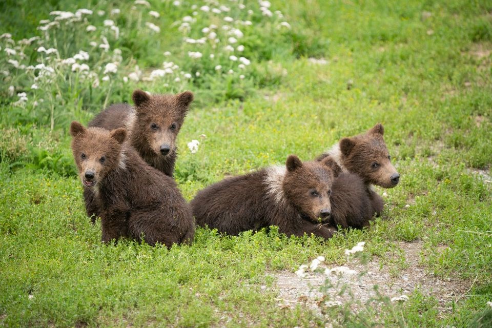 Four cubs sitting in grass