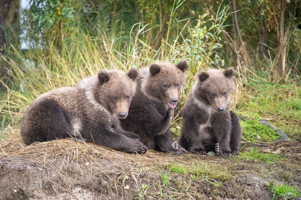 Four cubs sitting in grass