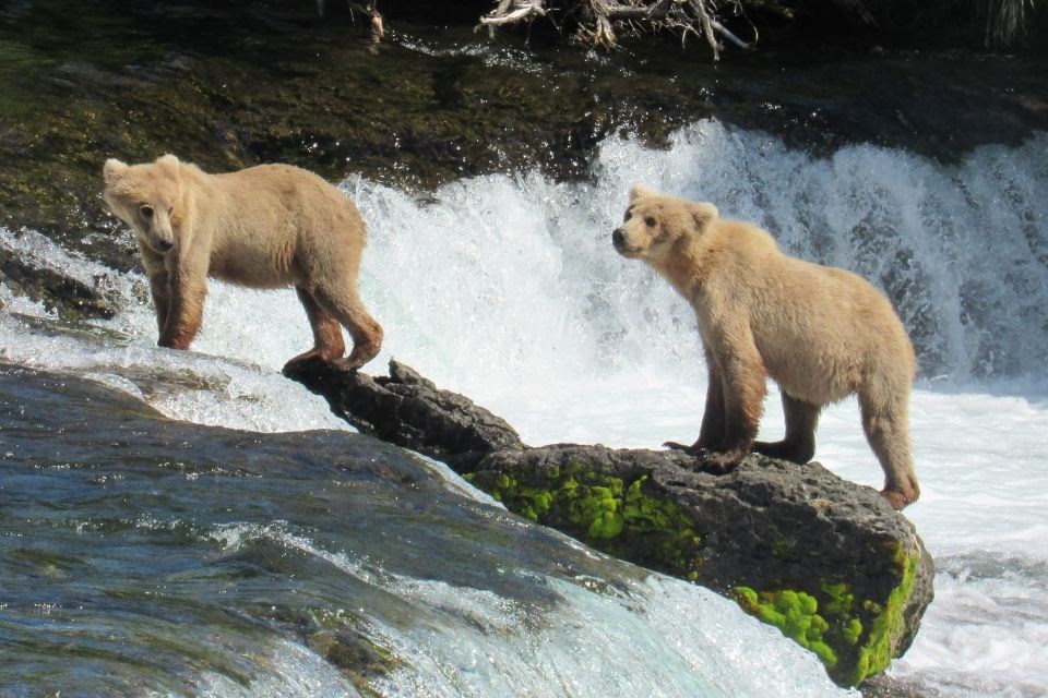 Two cubs stand on top of a waterfall