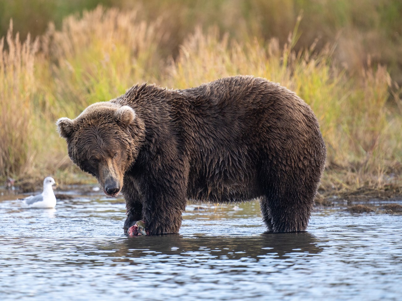 Bear Facts  Styling into summer