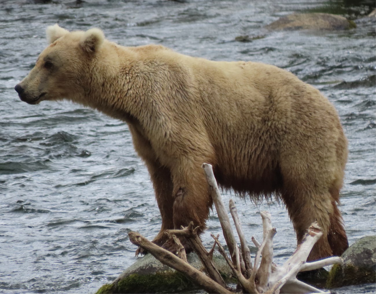 a light brown bear of a modest weight turns left while standing among sticks.