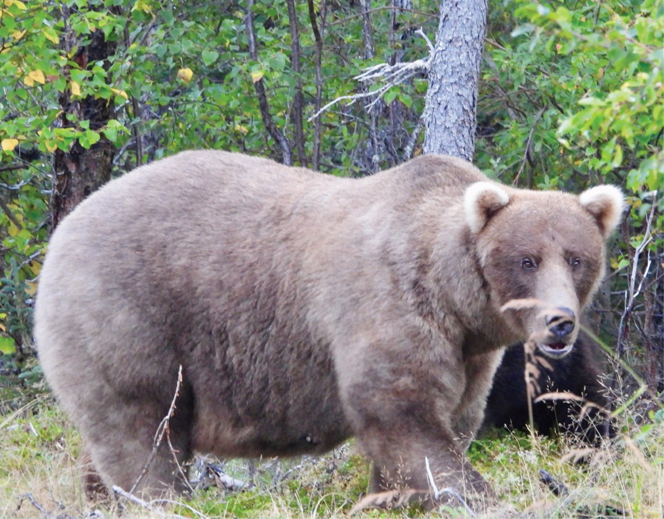 a light brown bear of a modest weight turns left while standing among sticks.