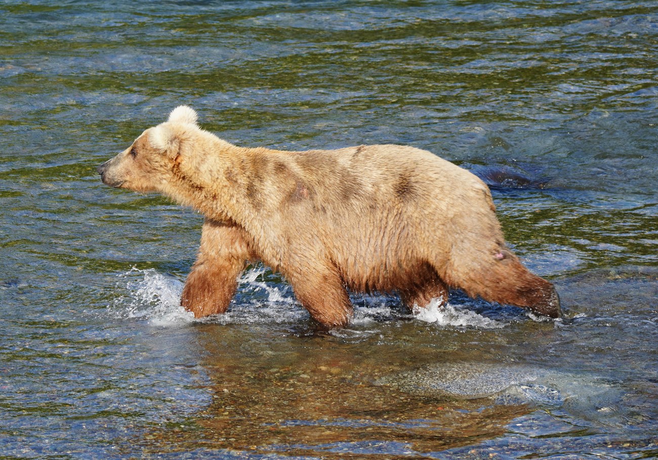 a light brown bear of modest weight walks through shallow waters.