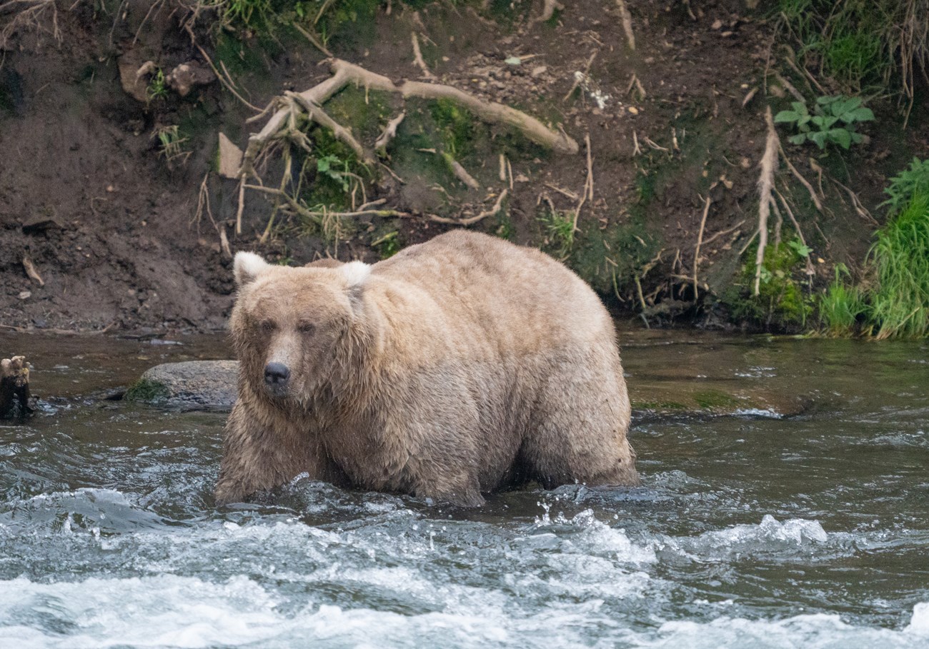a light brown bear of modest weight walks through shallow waters.