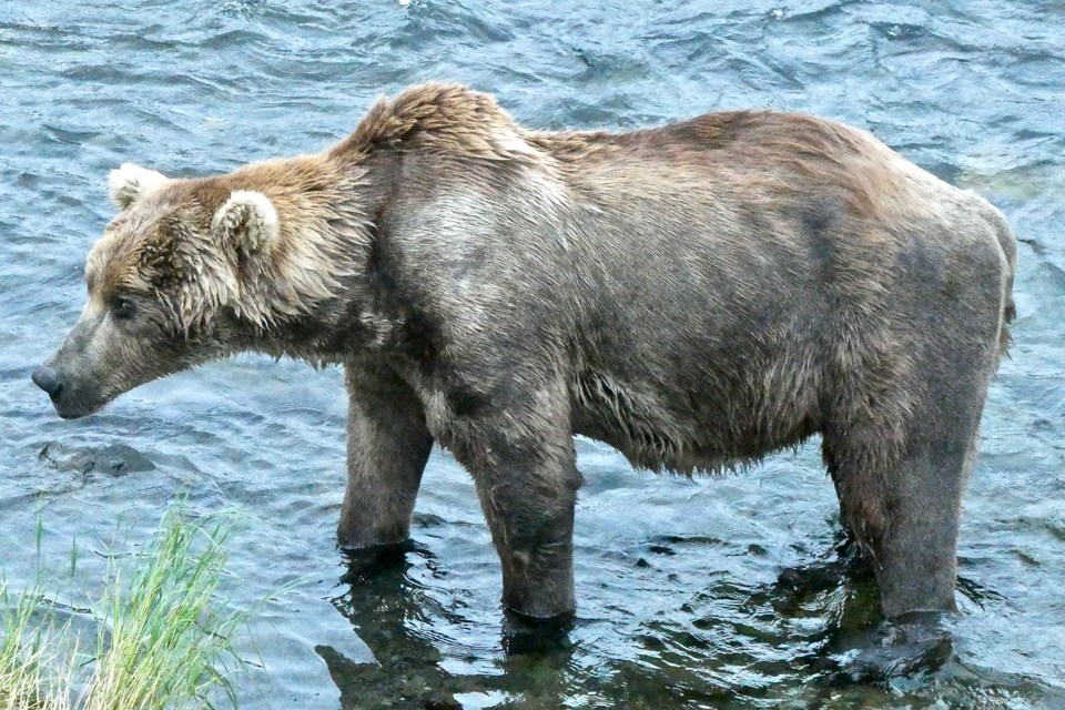 a skinny, light-brown bear standing in gently rippling water.