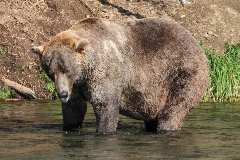 a skinny, light-brown bear standing in gently rippling water.
