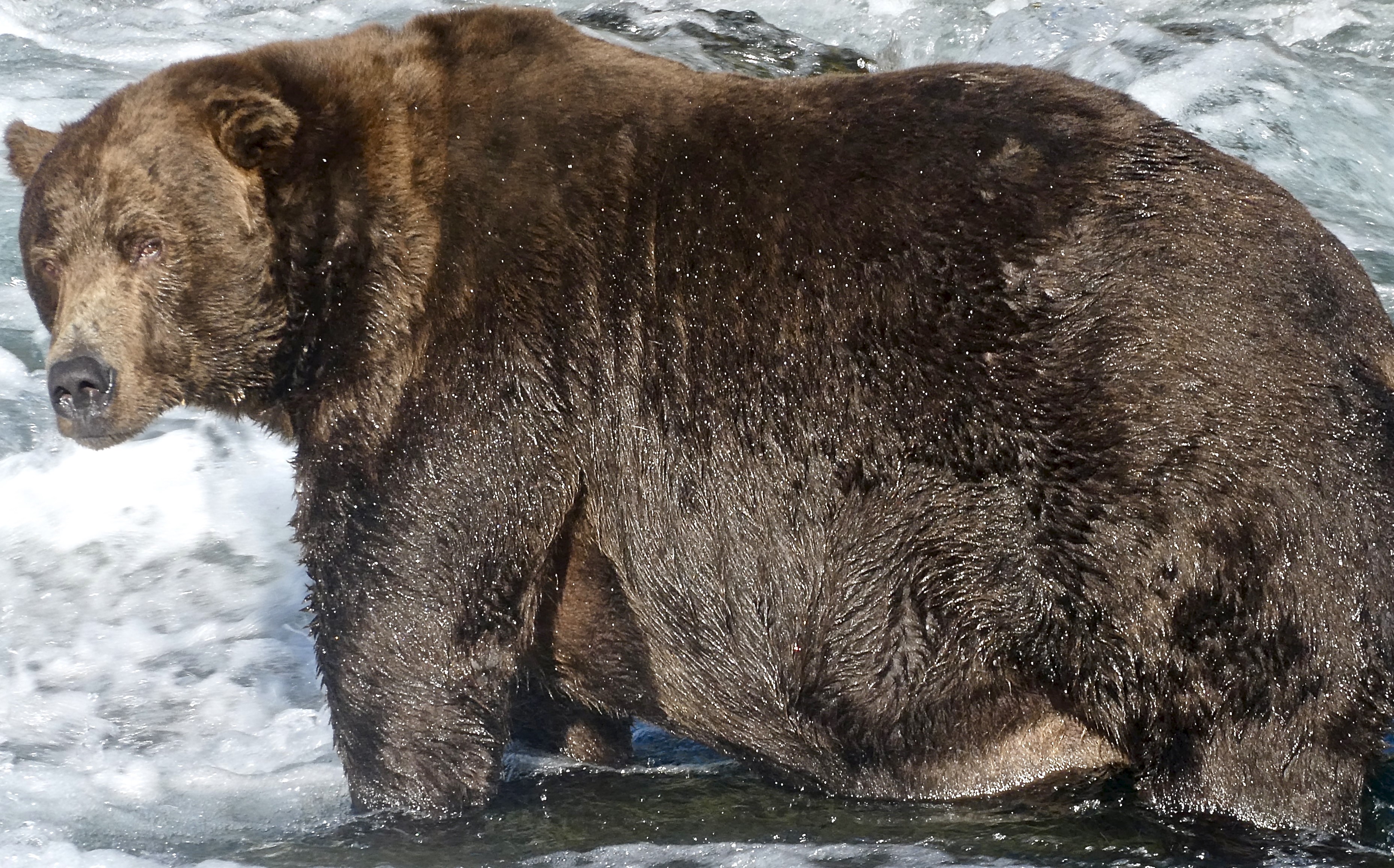 A dark brown bear that is already, honestly, quite fat.